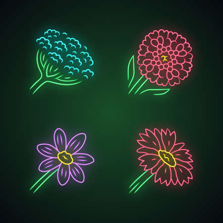 Wild flowers neon light icons set. Cow parsnip, candytuft, coreopsis, blanket flower. Blooming wildflowers, weed. Field, meadow herbaceous plants. Glowing signs. Vector isolated illustrationsのイラスト素材