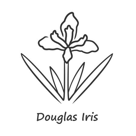 Douglas iris plant linear icon. California blooming wildflower with name inscription. Garden flower, weed. Iris douglasiana inflorescence. Thin line illustration. Vector isolated outline drawingのイラスト素材