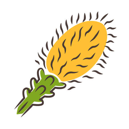 Liatris yellow color icon. Blazing star blooming flower. Dwarf gayfeather garden plant. Spicata kobold. Wildflower. Spring blossom. Isolated vector illustrationのイラスト素材