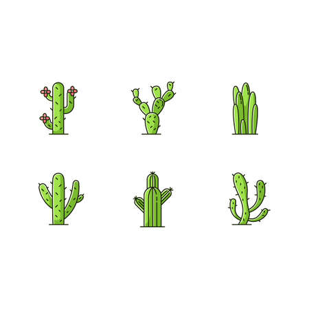 Cactuses green RGB color icons set. American desert plants with fleshy trunks. Family Cactaceae. Different prickly succulents. Arid area thorny wildflowers. Isolated vector illustrationsのイラスト素材
