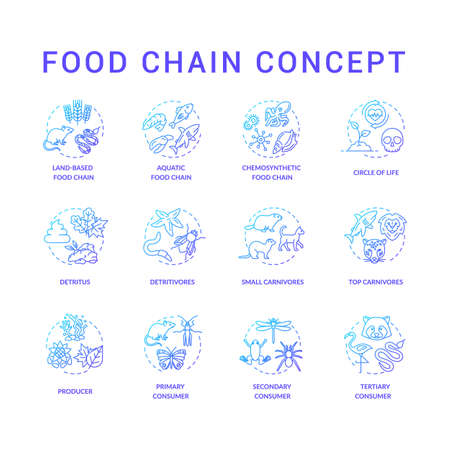 Food chain concept icons set. Primary, secondary and tertiary consumers. Small and top carnivores. Life cycle idea thin line RGB color illustrations. Vector isolated outline drawingsのイラスト素材