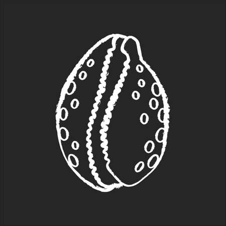 Cowrie shell chalk white icon on black background. Decorative ocean souvenir, conchology Luria cinerea. Empty molluscan animal, cephalopod shell isolated vector chalkboard illustrationのイラスト素材