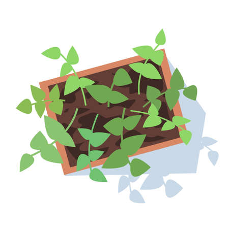 Potted plant semi flat RGB color vector illustration. Growing leaves on long stems. Harvesting crop. Decorative houseplant. Flowerpot isolated cartoon object top view on white backgroundのイラスト素材