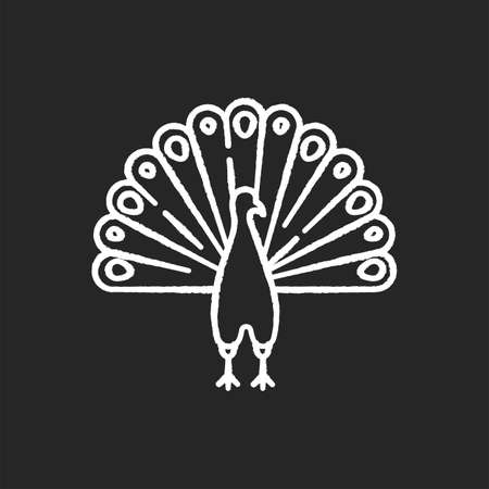 Peacock chalk white icon on black background. Indian peafowl with spread feathers. Pheasant species. Bird native to India. Asian wildlife. Isolated vector chalkboardのイラスト素材