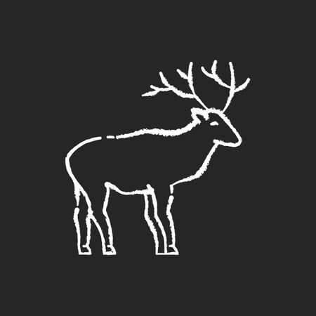 Deer chalk white icon on black background. Hoofed ruminant mammal, herbivore animal with beautiful antlers. Forest wildlife. Majestic reindeer, horned stag isolated vector chalkboard illustrationのイラスト素材