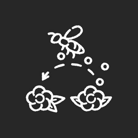 Pollination chalk white icon on black background. Working bee collecting nectar, carrying wildflower pollen. Beekeeping, botany. Honeybee pollinating flowers isolated vector chalkboard illustrationのイラスト素材