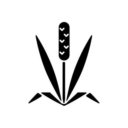 Timothy grass black glyph icon. Herbal allergen. Cause of allergic reaction. Wild field foliage. Garden sprout. Allergy for plant. Silhouette symbol on white space. Vector isolated illustrationのイラスト素材