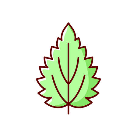Nettle RGB color icon. Alternative medicine. Fresh leaf. Spring stem. Herbal ingredient for homeopathy. Common toxic allergen. Seasonal allergy for plant. Isolated vector illustrationのイラスト素材