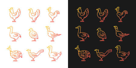 Domesticated birds gradient icons set for dark and light mode. Chicken and geese growth. Thin line contour symbols bundle. Isolated vector outline illustrations collection on black and whiteのイラスト素材