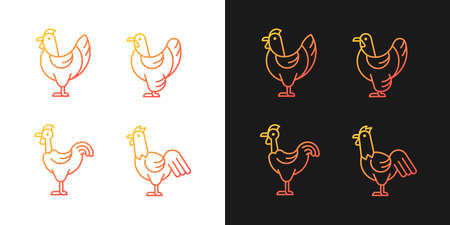 Chicken breeds gradient icons set for dark and light mode. Brahma hen. Transylvanian chicken. Thin line contour symbols bundle. Isolated vector outline illustrations collection on black and whiteのイラスト素材