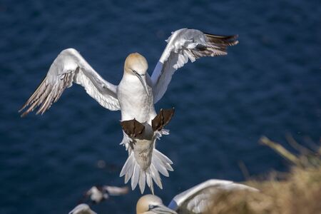 Northern Gannet, adults in flight, Bass Rock, Scotland, United Kingdom.の写真素材