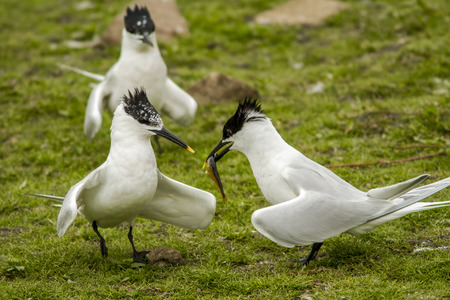 Sandwich Tern, adults, Farne Islands, United Kingdom.の写真素材