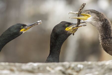 European Shag, adult and young, Farne Islands, United Kingdomの写真素材