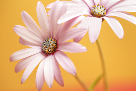 Flower, daisy with color backgroungの写真素材