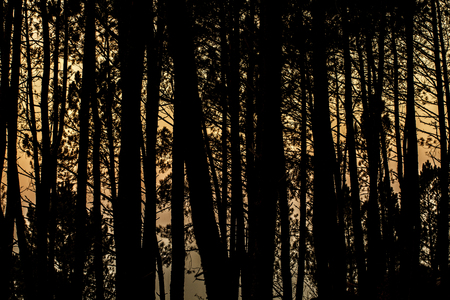 pine tree forestの写真素材