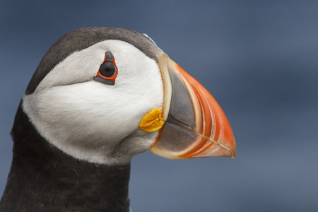 Atlantic Puffin (Fratercula arctica), Farne Islands, United Kingdom.の写真素材
