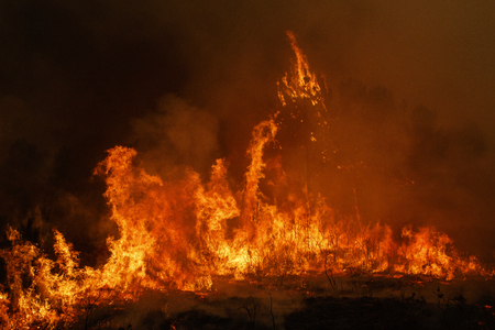 Forest fire.