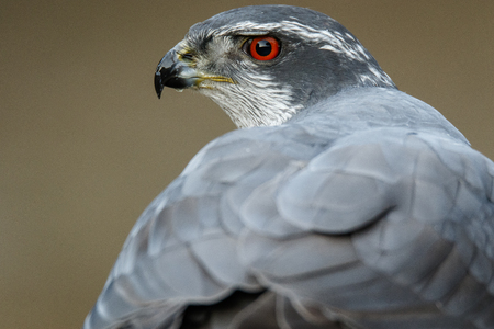 Northern Goshawk (Accipiter gentilis), adult male, Castile and Leon, Spain.の写真素材