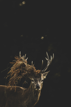 Red Deer (Cervus elaphus) portrait.の写真素材