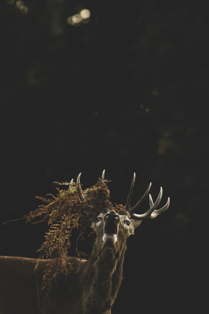 Red Deer (Cervus elaphus) stag bellowing during the rutの写真素材