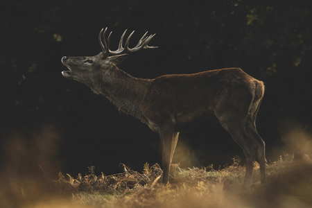Red Deer (Cervus elaphus) stag bellowing during the rutの写真素材