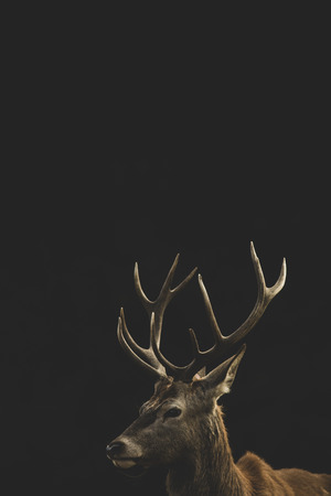 Red Deer (Cervus elaphus) portrait.の写真素材