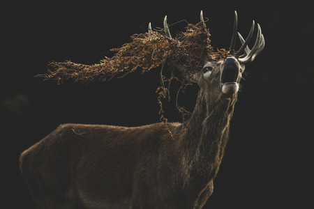 red deer stag bellowing during the rutの写真素材