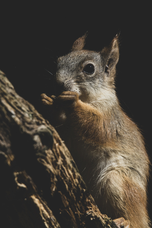 Red Squirrel (Sciurus vulgaris) eating a nut.の写真素材