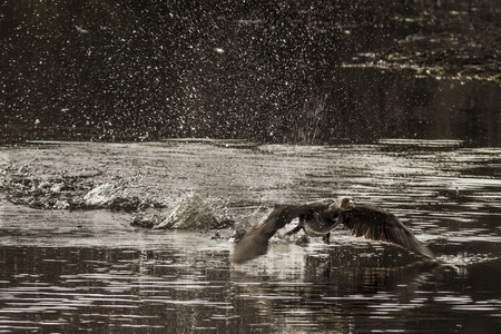 Great cormorant (phalacrocoras carbo) taking off from river. Galicia, Spain.の写真素材