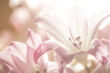 Naked Lady Lily (Amaryllis Belladonna) pink and white flowers.の写真素材