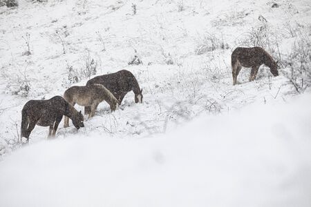 Horses in snowy landscape in north of Spain.の写真素材