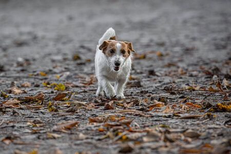 Jack Russle Terrier in a park among autumn leaves.の写真素材