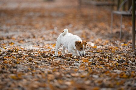 Jack Russle Terrier in a park among autumn leaves.