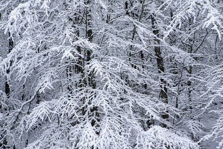 Snowy forest in winter, Spain.の写真素材
