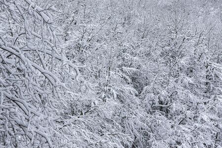 Snowy forest in winter, Spain.の写真素材