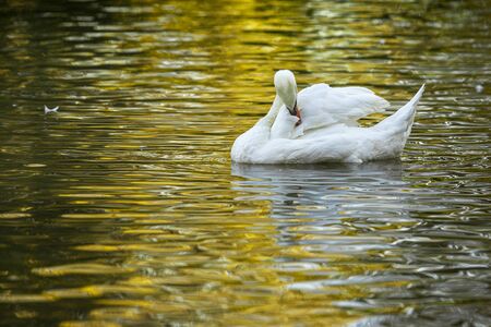 Mute Swan (Cygnus olor) on a lake, Gijon, Asturias, Spain.の写真素材
