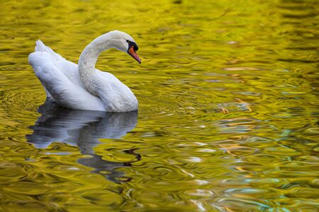 Mute Swan (Cygnus olor) on a lake, Gijon, Asturias, Spain.の写真素材