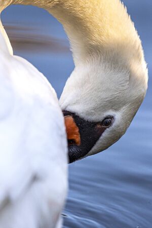 Mute Swan (Cygnus olor) on a lake, Gijon, Asturias, Spain.