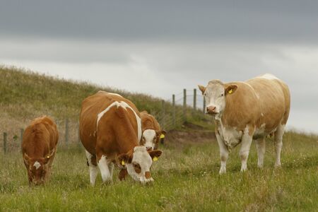 Cattle (Bos taurus) grazing on field, Scotland, United Kingdom.の写真素材
