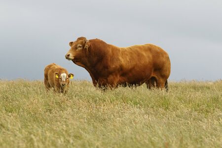 Cattle (Bos taurus) grazing on field, Scotland, United Kingdom.の写真素材
