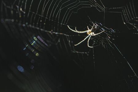 Spider in a web against a black background lit up by sun.