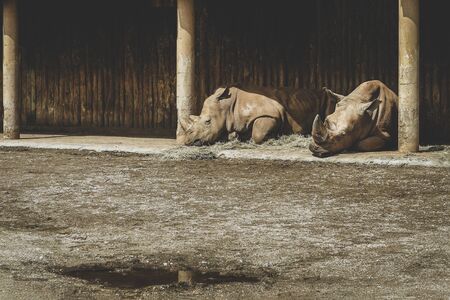 portrait of captive white rhinoceros (Ceratotherium simum).の写真素材