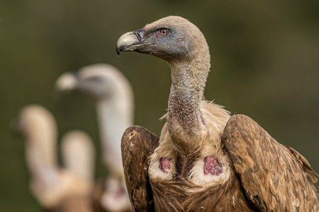 Griffon Vulture (Gyps fulvus) portrait, Castile and Leon, Spain.の写真素材