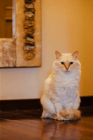 Cat portraitの写真素材