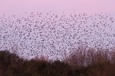 Flock of Starlings (Sturnus unicolor) displaying murmuration at purple sunsetの写真素材