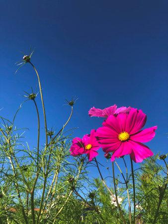 Pink flowers in the field against blue skyの写真素材