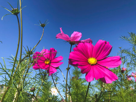Pink flowers in the field against blue skyの写真素材