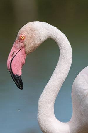 Greater Flamingo (phoenicopterus roseus) portraitの写真素材
