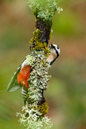 Great Spotted Woodpecker (Dendrocopos major) perched on a branch in the middle of the forest.の写真素材