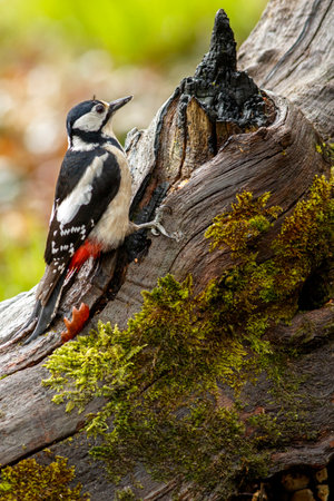 Great Spotted Woodpecker (Dendrocopos major) perched on a branch in the middle of the forest.の写真素材